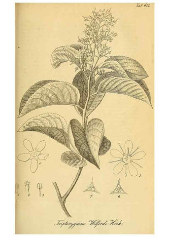 Reproducción/Reproduction 49698098118: Gartenflora.. Erlangen :F. Enke,1852-1940.. 