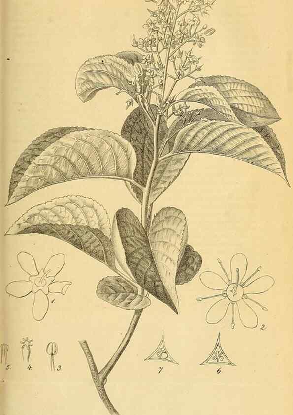Reproducción/Reproduction 49698098118: Gartenflora.. Erlangen :F. Enke,1852-1940.. 