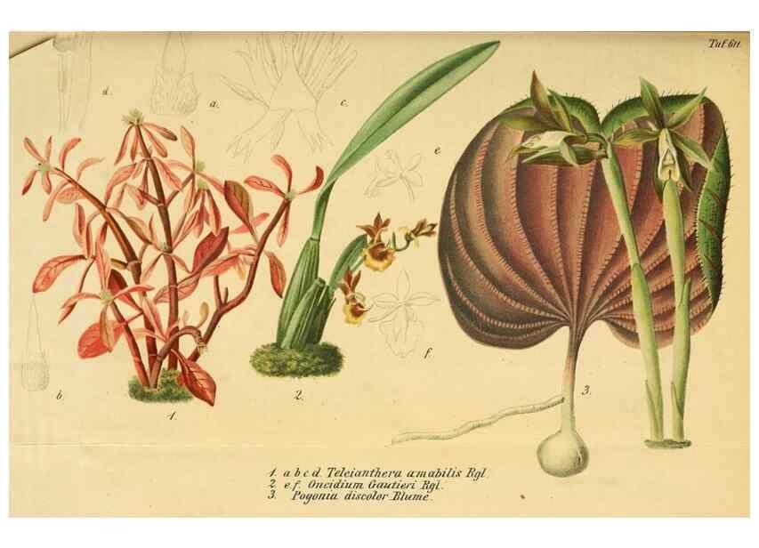 Reproducción/Reproduction 49698630316: Gartenflora.. Erlangen :F. Enke,1852-1940.. 
