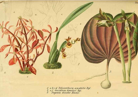Reproducción/Reproduction 49698630316: Gartenflora.. Erlangen :F. Enke,1852-1940.. 