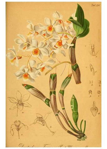 Reproducción/Reproduction 49698505846: Gartenflora.. Erlangen :F. Enke,1852-1940.. 