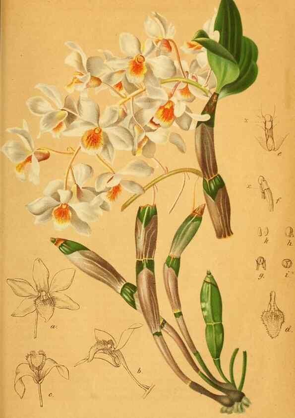 Reproducción/Reproduction 49698505846: Gartenflora.. Erlangen :F. Enke,1852-1940.. 