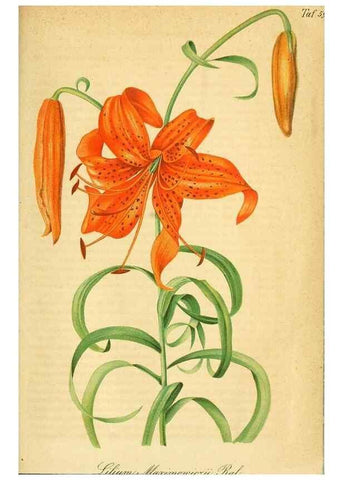 Reproducción/Reproduction 49698506066: Gartenflora.. Erlangen :F. Enke,1852-1940.. 