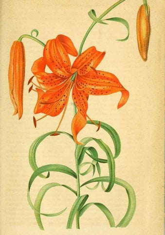 Reproducción/Reproduction 49698506066: Gartenflora.. Erlangen :F. Enke,1852-1940.. 