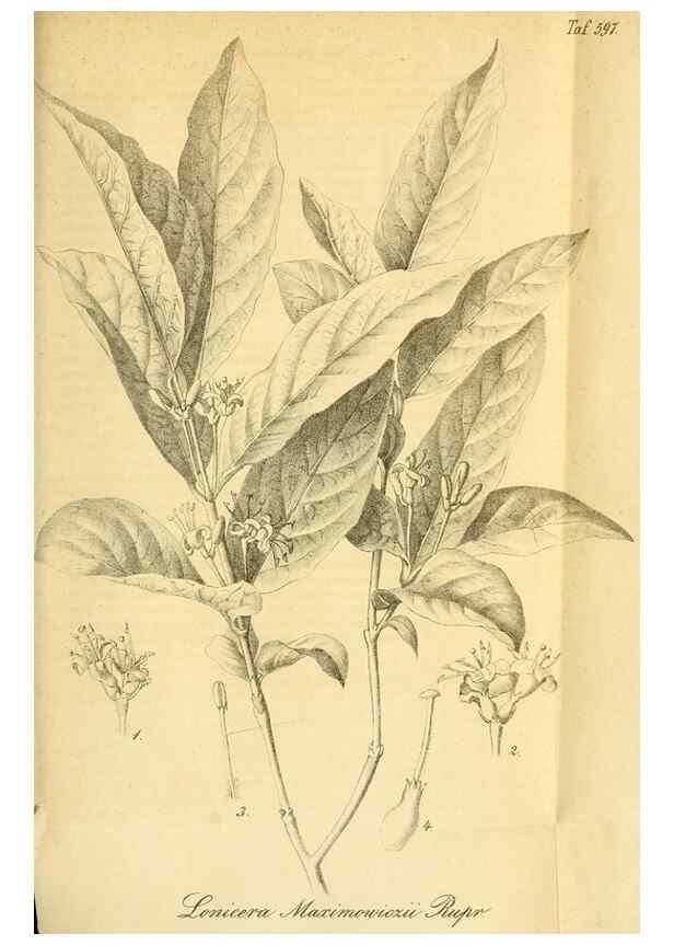 Reproducción/Reproduction 49697973048: Gartenflora.. Erlangen :F. Enke,1852-1940.. 