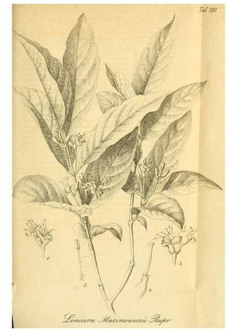 Reproducción/Reproduction 49697973048: Gartenflora.. Erlangen :F. Enke,1852-1940.. 