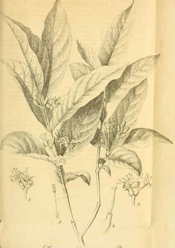 Reproducción/Reproduction 49697973048: Gartenflora.. Erlangen :F. Enke,1852-1940.. 