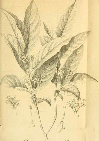 Reproducción/Reproduction 49697973048: Gartenflora.. Erlangen :F. Enke,1852-1940.. 