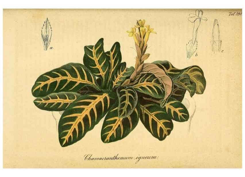 Reproducción/Reproduction 49698506571: Gartenflora.. Erlangen :F. Enke,1852-1940.. 
