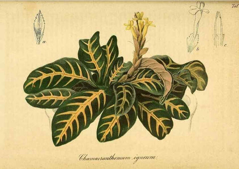 Reproducción/Reproduction 49698506571: Gartenflora.. Erlangen :F. Enke,1852-1940.. 