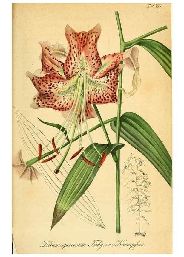 Reproducción/Reproduction 49698506816: Gartenflora.. Erlangen :F. Enke,1852-1940.. 