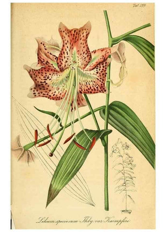 Reproducción/Reproduction 49698506816: Gartenflora.. Erlangen :F. Enke,1852-1940.. 