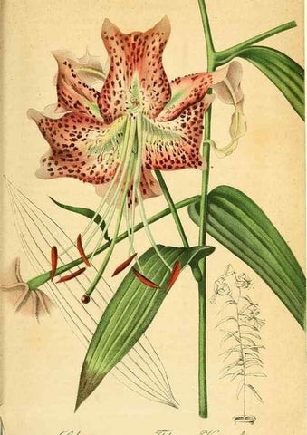 Reproducción/Reproduction 49698506816: Gartenflora.. Erlangen :F. Enke,1852-1940.. 