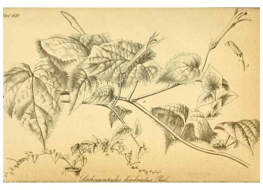 Reproducción/Reproduction 49698507161: Gartenflora.. Erlangen :F. Enke,1852-1940.. 