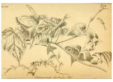 Reproducción/Reproduction 49698507161: Gartenflora.. Erlangen :F. Enke,1852-1940.. 