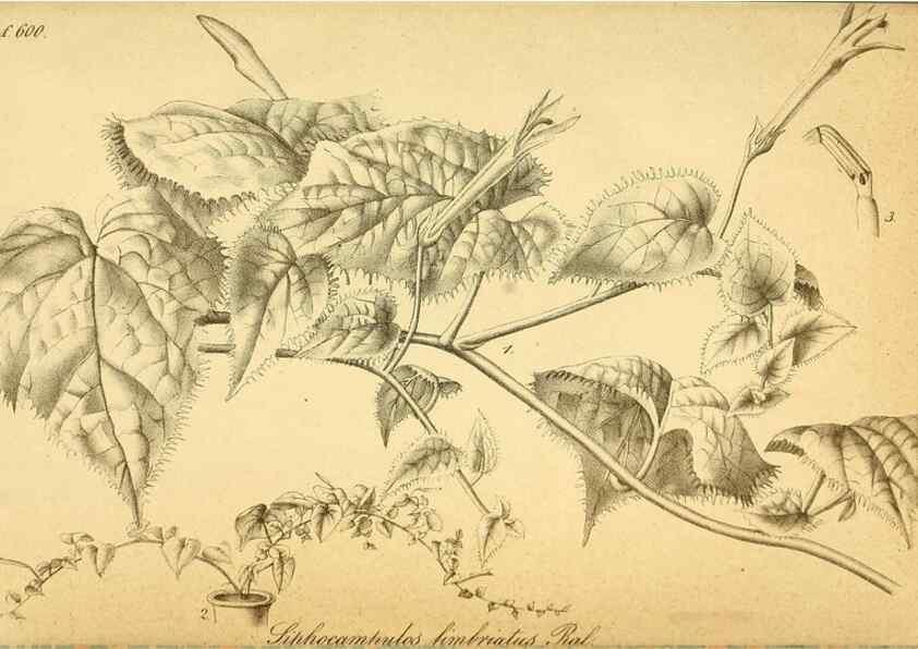 Reproducción/Reproduction 49698507161: Gartenflora.. Erlangen :F. Enke,1852-1940.. 