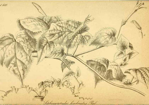 Reproducción/Reproduction 49698507161: Gartenflora.. Erlangen :F. Enke,1852-1940.. 