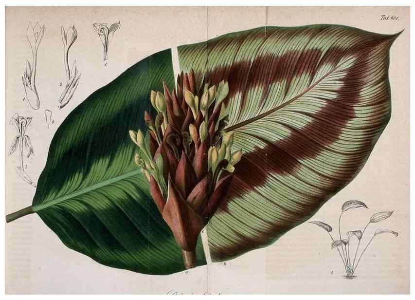 Reproducción/Reproduction 49698094778: Gartenflora.. Erlangen :F. Enke,1852-1940.. 