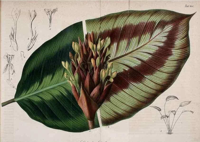 Reproducción/Reproduction 49698094778: Gartenflora.. Erlangen :F. Enke,1852-1940.. 