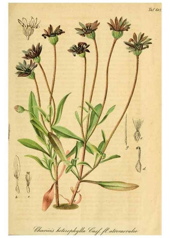 Reproducción/Reproduction 49698933727: Gartenflora.. Erlangen :F. Enke,1852-1940.. 