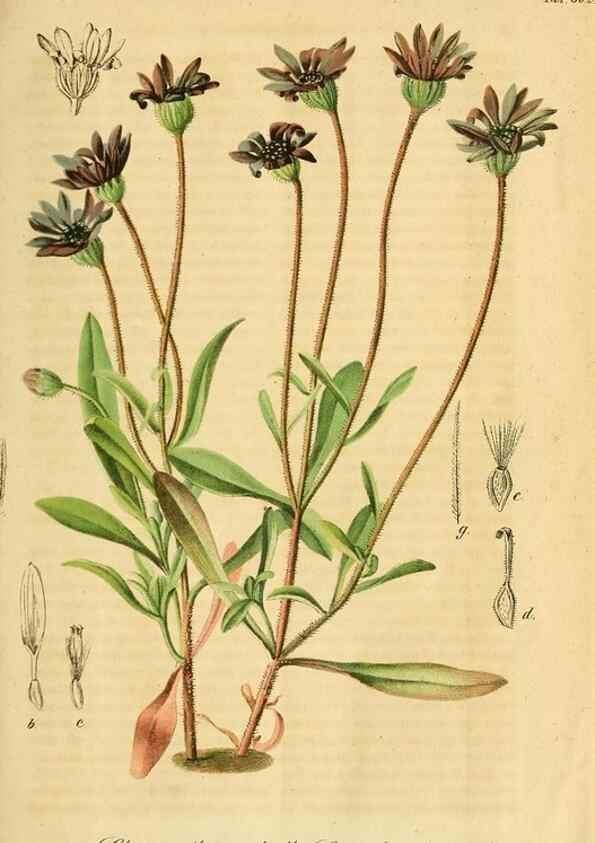 Reproducción/Reproduction 49698933727: Gartenflora.. Erlangen :F. Enke,1852-1940.. 