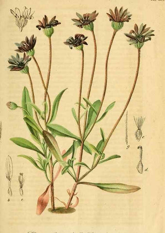 Reproducción/Reproduction 49698933727: Gartenflora.. Erlangen :F. Enke,1852-1940.. 