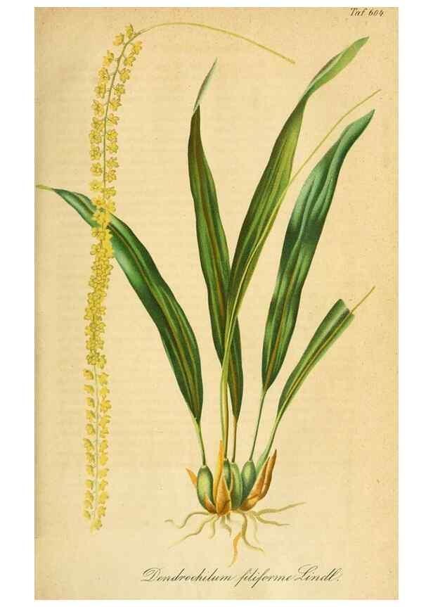 Reproducción/Reproduction 49698095483: Gartenflora.. Erlangen :F. Enke,1852-1940.. 