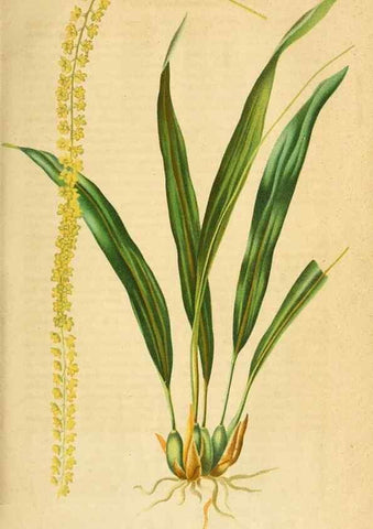 Reproducción/Reproduction 49698095483: Gartenflora.. Erlangen :F. Enke,1852-1940.. 