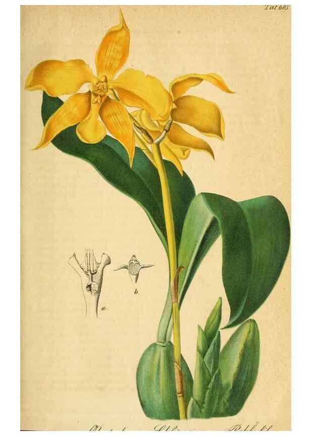 Reproducción/Reproduction 49698095718: Gartenflora.. Erlangen :F. Enke,1852-1940.. 