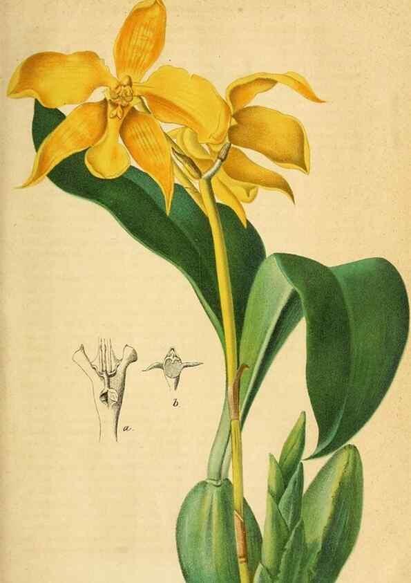 Reproducción/Reproduction 49698095718: Gartenflora.. Erlangen :F. Enke,1852-1940.. 