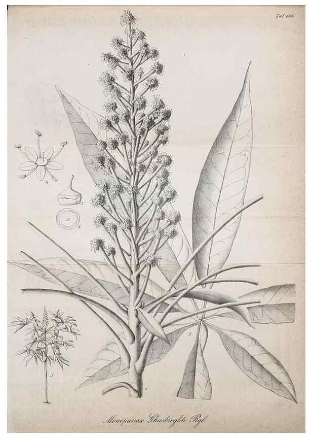 Reproducción/Reproduction 49698934772: Gartenflora.. Erlangen :F. Enke,1852-1940.. 