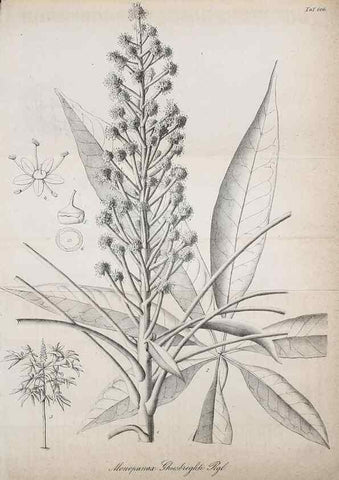 Reproducción/Reproduction 49698934772: Gartenflora.. Erlangen :F. Enke,1852-1940.. 