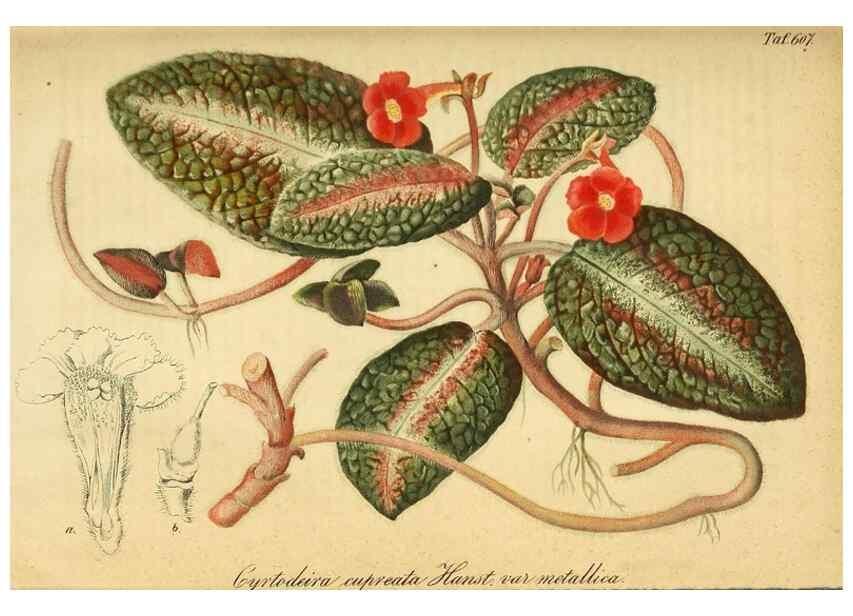Reproducción/Reproduction 49698629006: Gartenflora.. Erlangen :F. Enke,1852-1940.. 
