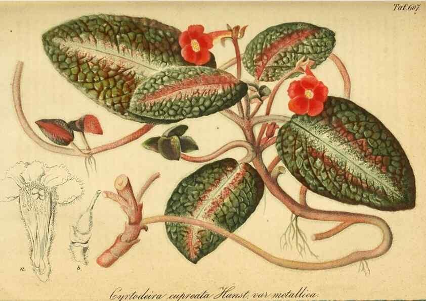 Reproducción/Reproduction 49698629006: Gartenflora.. Erlangen :F. Enke,1852-1940.. 