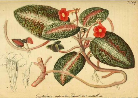 Reproducción/Reproduction 49698629006: Gartenflora.. Erlangen :F. Enke,1852-1940.. 