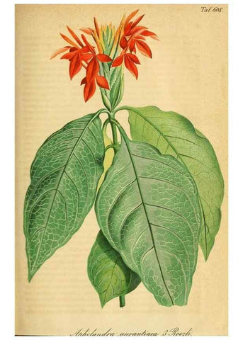 Reproducción/Reproduction 49698096798: Gartenflora.. Erlangen :F. Enke,1852-1940.. 