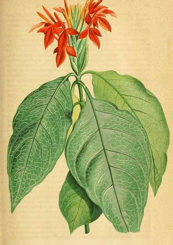 Reproducción/Reproduction 49698096798: Gartenflora.. Erlangen :F. Enke,1852-1940.. 