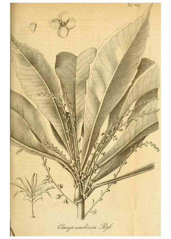 Reproducción/Reproduction 49698097078: Gartenflora.. Erlangen :F. Enke,1852-1940.. 