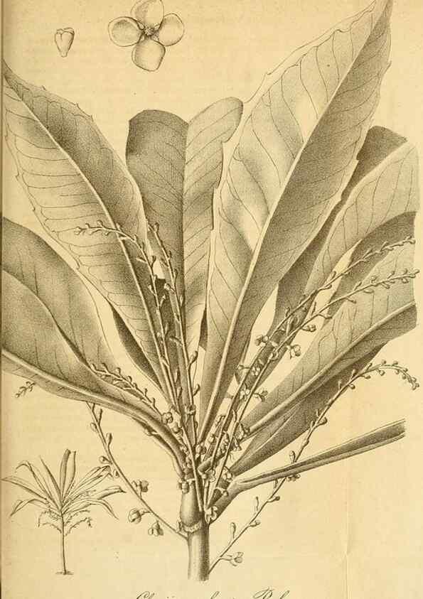 Reproducción/Reproduction 49698097078: Gartenflora.. Erlangen :F. Enke,1852-1940.. 