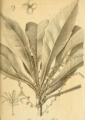 Reproducción/Reproduction 49698097078: Gartenflora.. Erlangen :F. Enke,1852-1940.. 