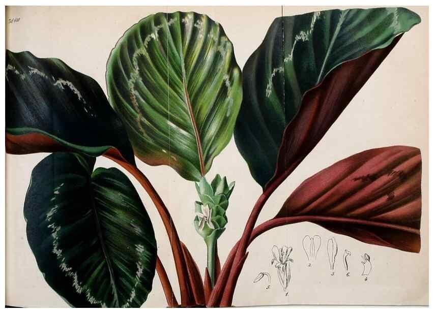 Reproducción/Reproduction 49698630056: Gartenflora.. Erlangen :F. Enke,1852-1940.. 