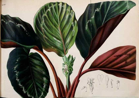 Reproducción/Reproduction 49698630056: Gartenflora.. Erlangen :F. Enke,1852-1940.. 