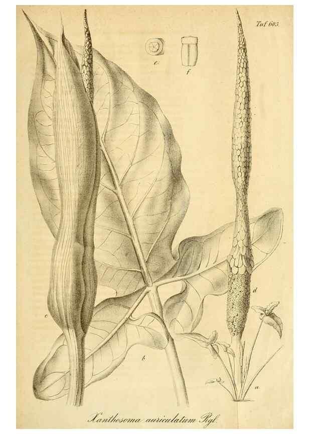 Reproducción/Reproduction 49698934037: Gartenflora.. Erlangen :F. Enke,1852-1940.. 