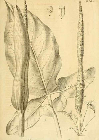 Reproducción/Reproduction 49698934037: Gartenflora.. Erlangen :F. Enke,1852-1940.. 