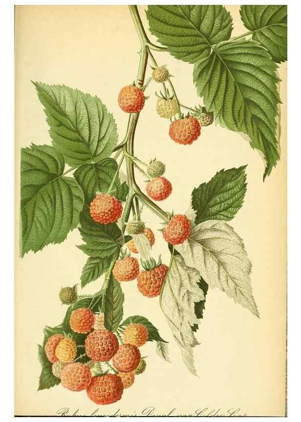 Reproducción/Reproduction 49701514468: Gartenflora.. Erlangen :F. Enke,1852-1940.. 