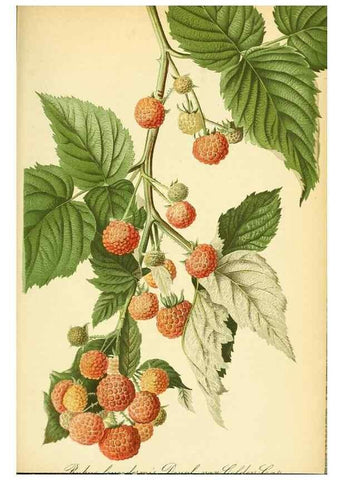 Reproducción/Reproduction 49701514468: Gartenflora.. Erlangen :F. Enke,1852-1940.. 