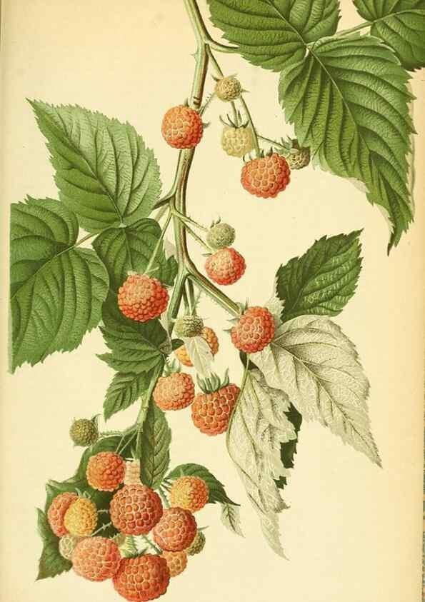 Reproducción/Reproduction 49701514468: Gartenflora.. Erlangen :F. Enke,1852-1940.. 
