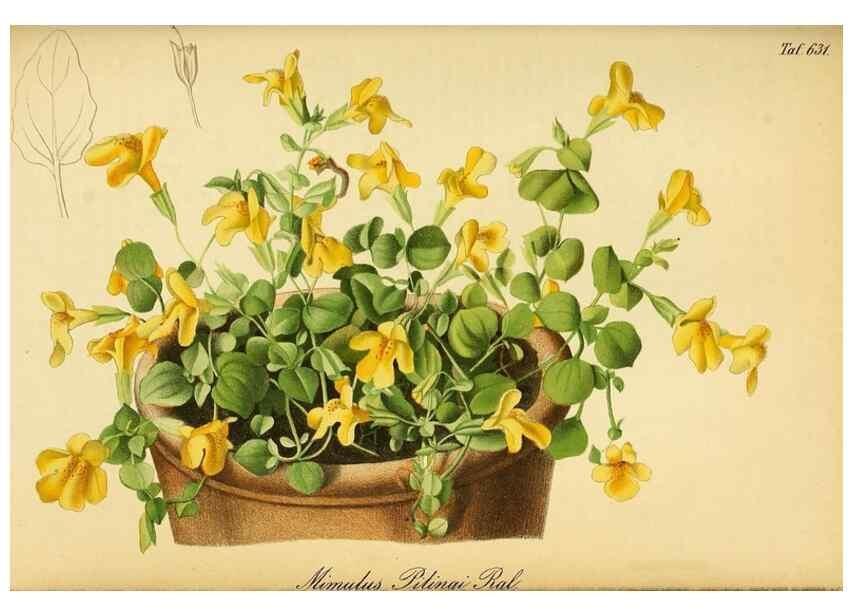 Reproducción/Reproduction 49698103583: Gartenflora.. Erlangen :F. Enke,1852-1940.. 