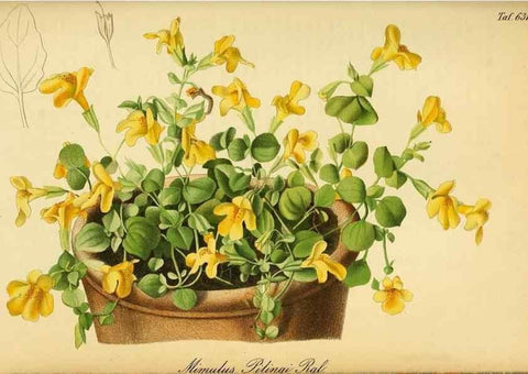 Reproducción/Reproduction 49698103583: Gartenflora.. Erlangen :F. Enke,1852-1940.. 