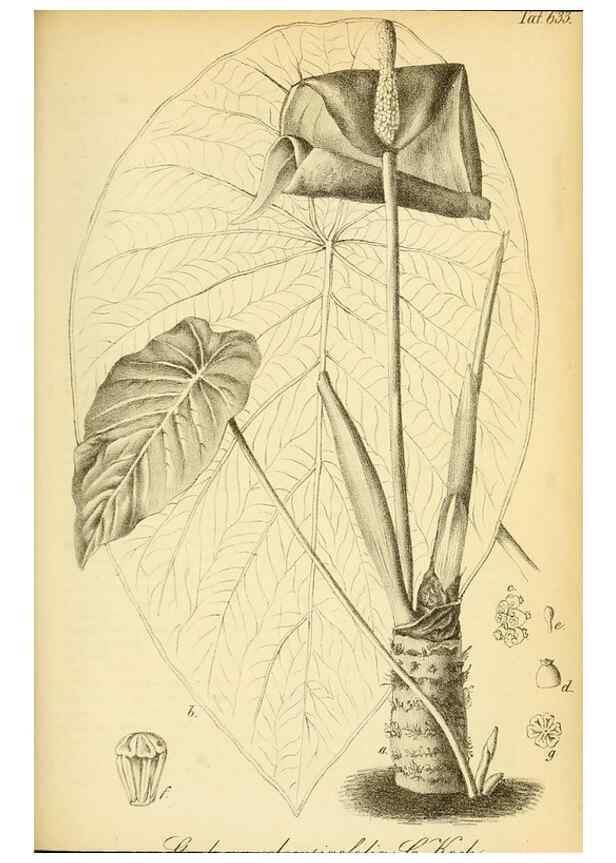 Reproducción/Reproduction 49698104123: Gartenflora.. Erlangen :F. Enke,1852-1940.. 